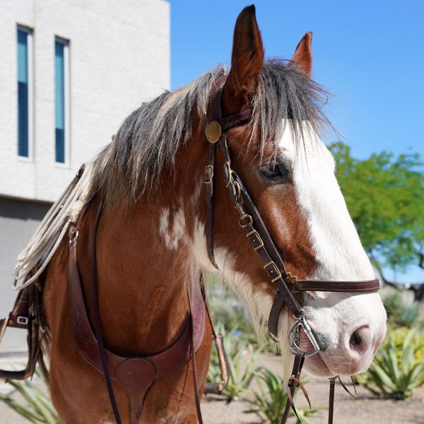 Apollo, an MCSO Mounted Unit horse