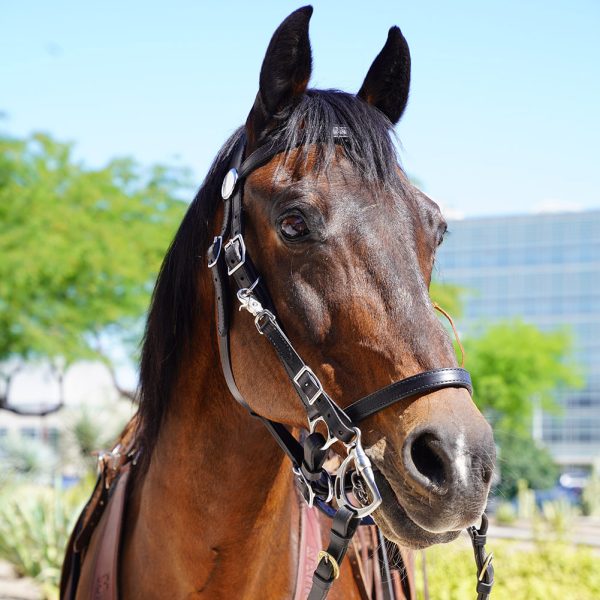 Bones, an MCSO Mounted Unit horse