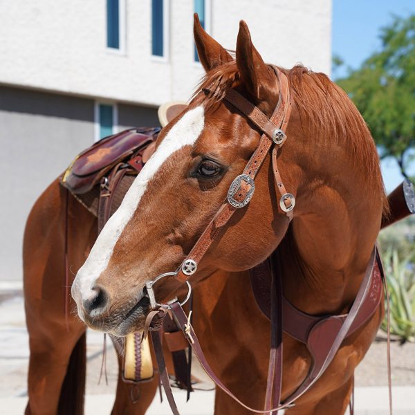 Breeze, an MCSO Mounted Unit horse