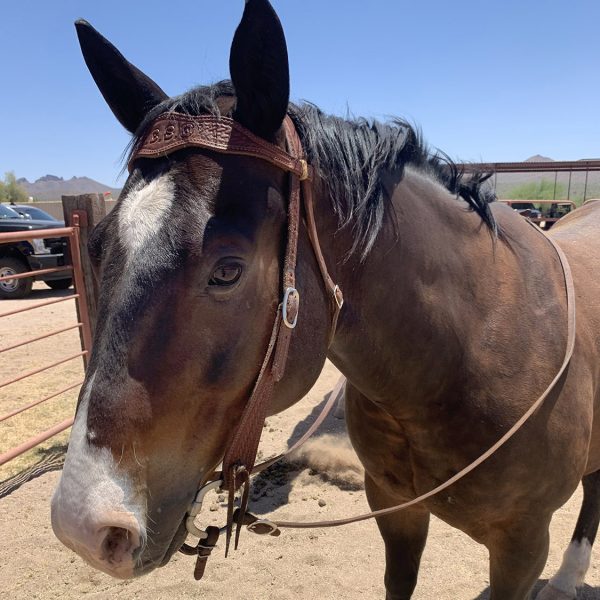 Caesar, an MCSO Mounted Unit horse