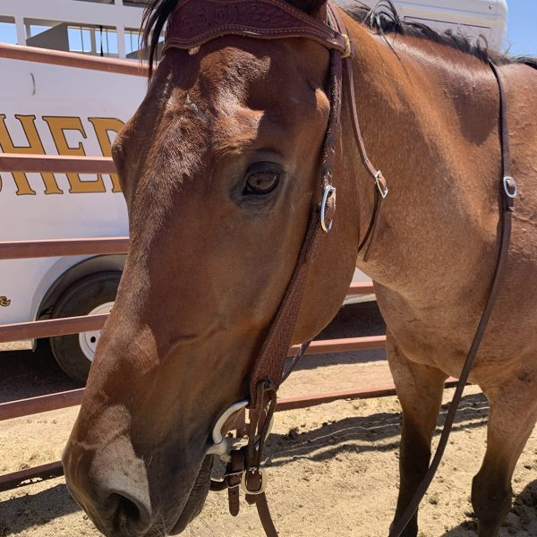 Denali, an MCSO Mounted Unit horse