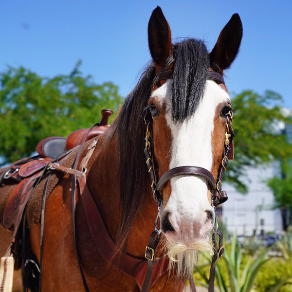 Duncan, an MCSO Mounted Unit horse