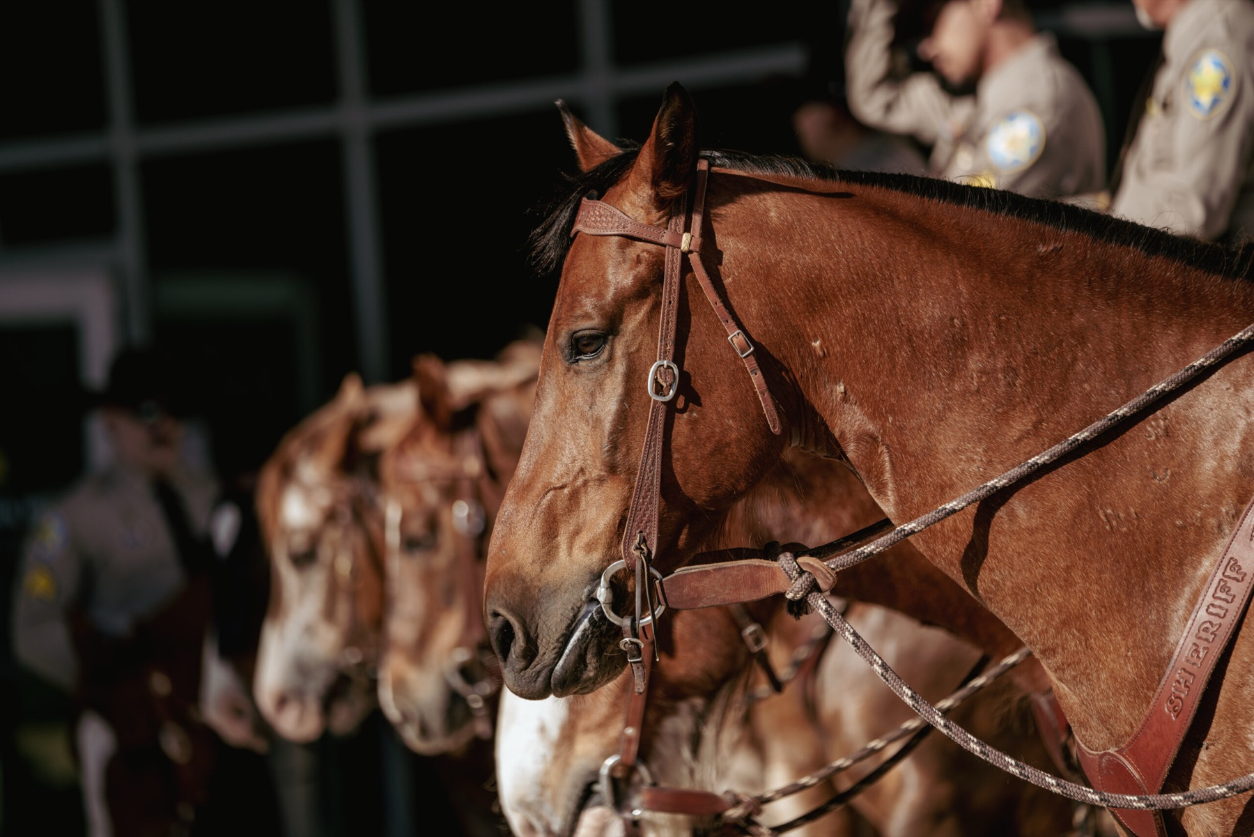 A line of MCSO Mounted Unit horses in Sheriff-branded tack, deputies standing behind them