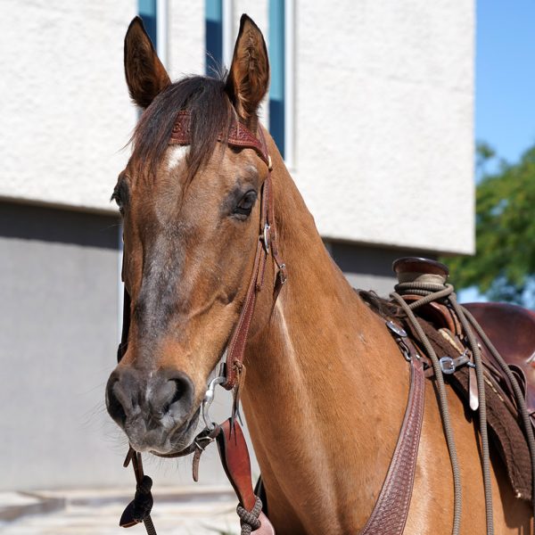 Jack, an MCSO Mounted Unit horse