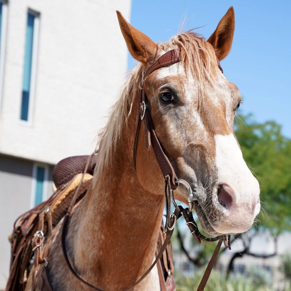 Whisper, an MCSO Mounted Unit horse